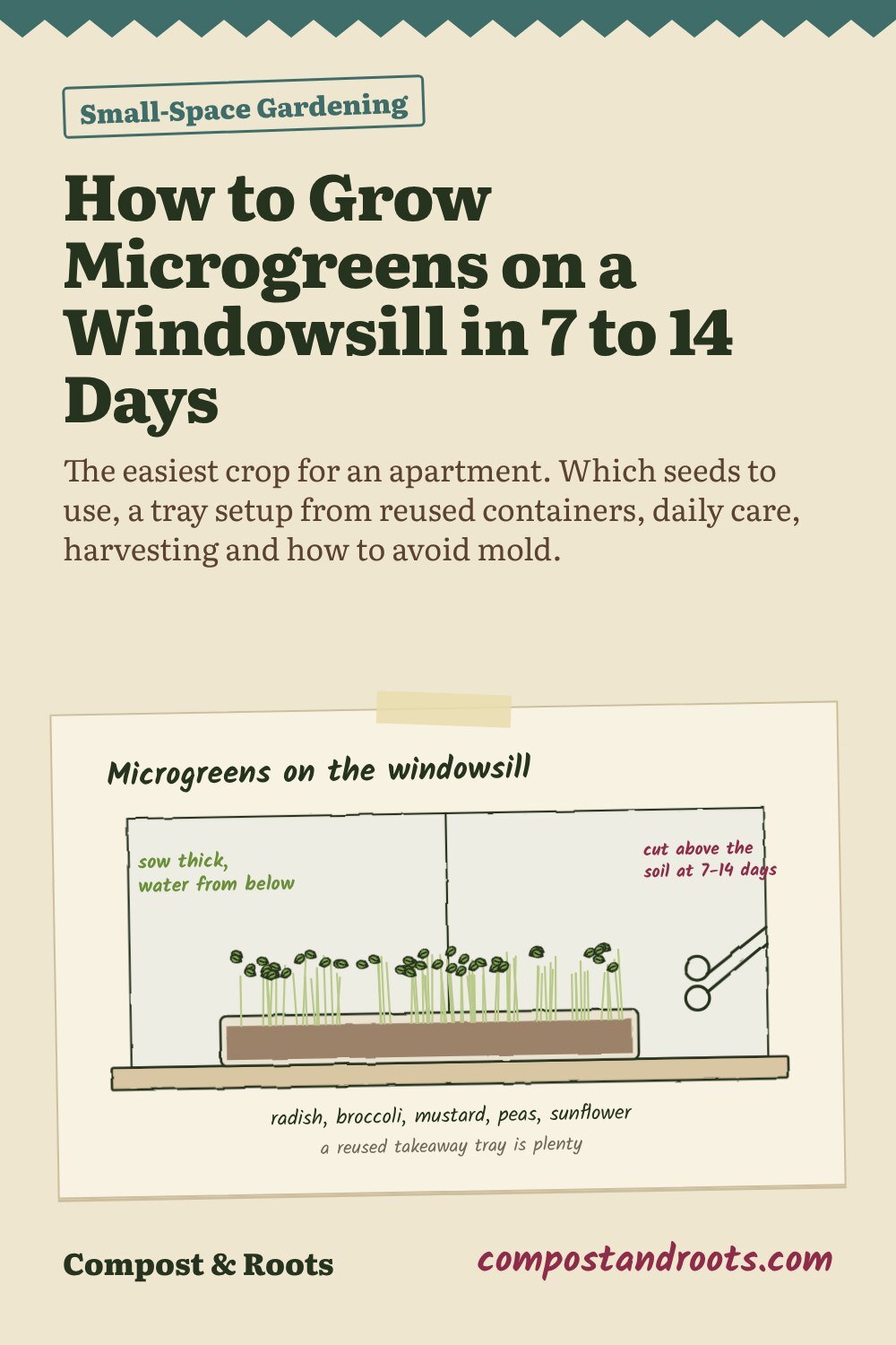 Pinterest pin for How to Grow Microgreens on a Windowsill in 7 to 14 Days